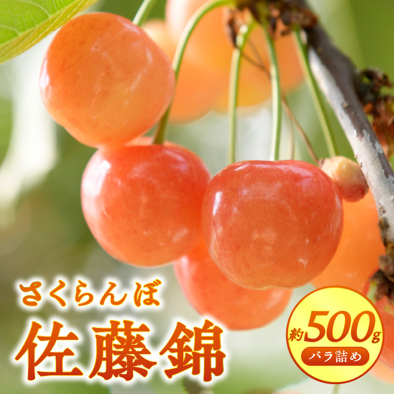 【宿沢フルーツ農園】のさくらんぼ 佐藤錦 約500g 化粧箱 バラ詰め【2026年発送】(SF)B12-144