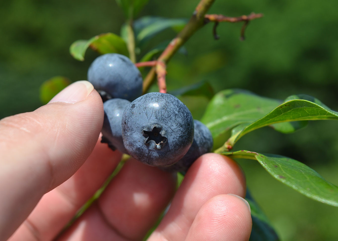 つぶつぶ 果実 の ブルーベリー ジャム （140g ×6個） 岩手県 遠野市 遠野食工房蔵 / 栽培期間中 農薬不使用 無農薬 除草剤不使用 砥森山ブルーベリー園