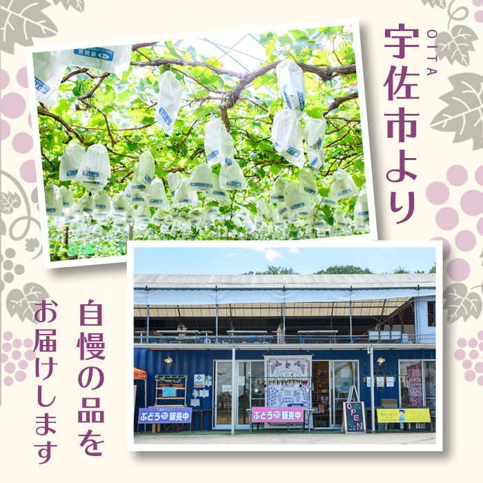 安心院干しぶどう 種なしピオーネ(計70g・35g×2袋)ドライフルーツ 葡萄 ぶどう ピオーネ 種なし 果物 くだもの フルーツ 乾燥 小分け 大分県産【100701100】【宮田ファミリーぶどう園】