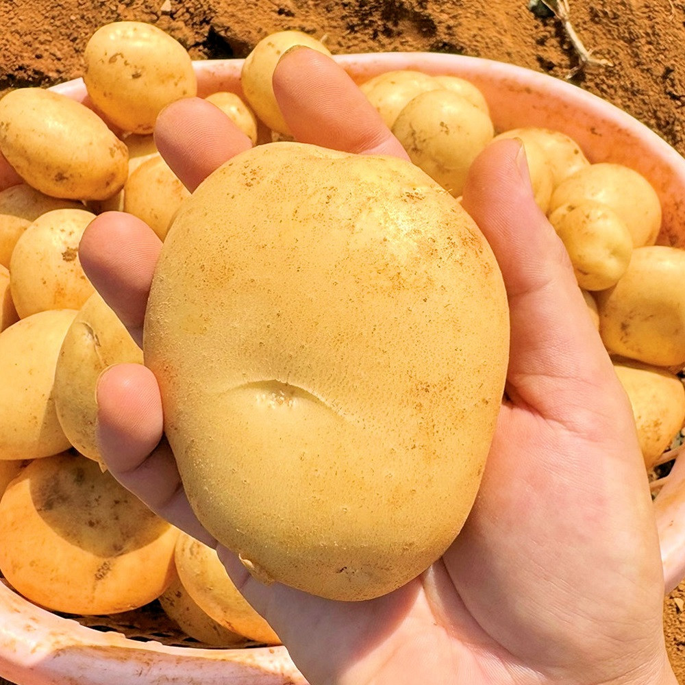 2303《2026年春お届け!》福祉作業所の仕事にもつながる!徳之島の“新”じゃがいも(3kg)( バレイショ 野菜 旬 春 徳之島 奄美 鹿児島 肉じゃが カレー じゃがバター 美味しい 人気 オススメ 福祉作業所 雇用 少量 お一人様 使いきり )