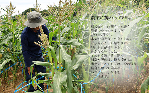 とうもろこし ドルチェドリーム20本