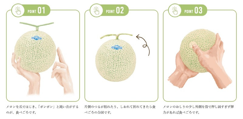 a32-026　メロン 温室 アローマ 果物 ハウス 白等級 2玉 GABA