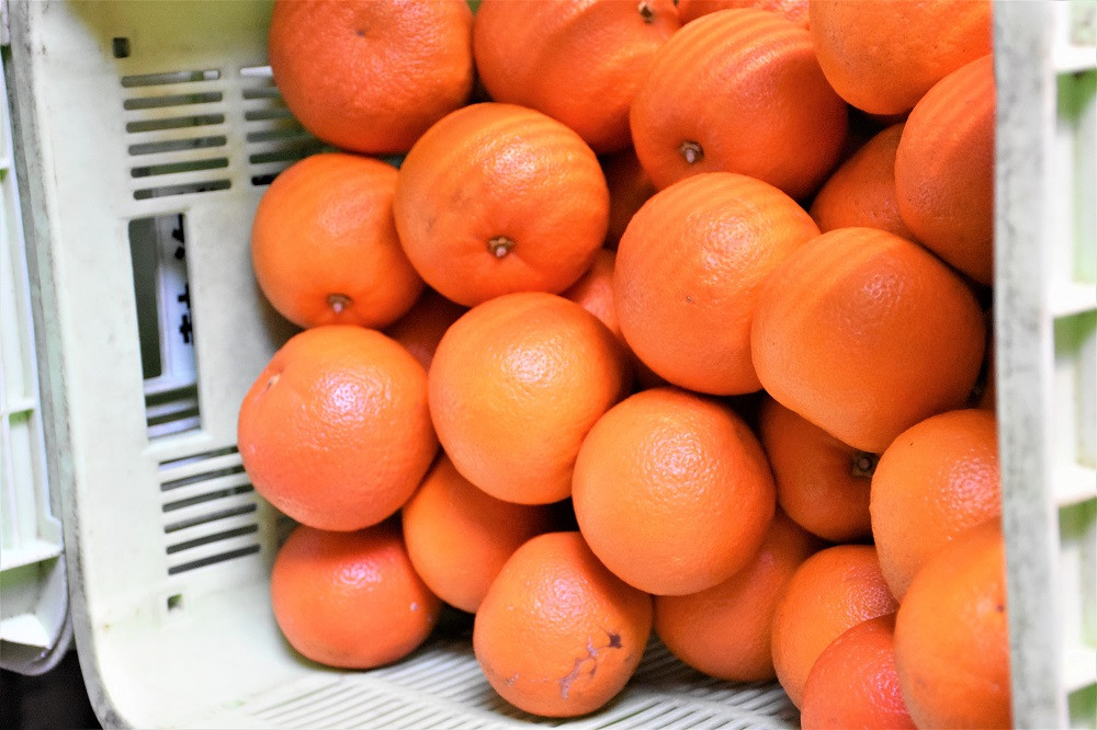 橙マーマレード 300g×6個入 マーマレード ジャム 柑橘 橙 国産 無添加 朝食