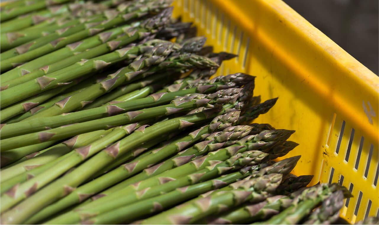 【令和8年産先行予約】グリーンアスパラ Lサイズ 2kg  <令和8年産 >美瑛選果  | グリーン アスパラガス アスパラ あすぱら あすぱらがす 採れたて 新鮮 旬 産地直送 野菜[024-59]