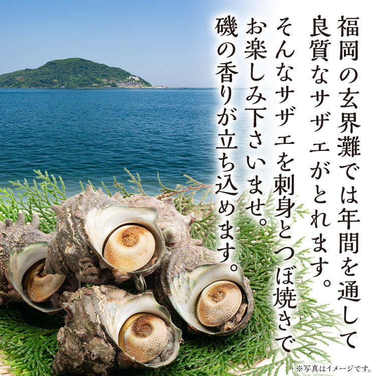 丸ごとサザエ さざえ 栄螺 貝 魚介 海鮮 刺身 つぼ焼き サザエ サザエの刺身2個 サザエのつぼ焼き2個 玄界灘 福岡 冷凍 お取り寄せ 海産物 さしみ 刺し身 グリル 殻付き レンジ おつまみ つまみ 肴