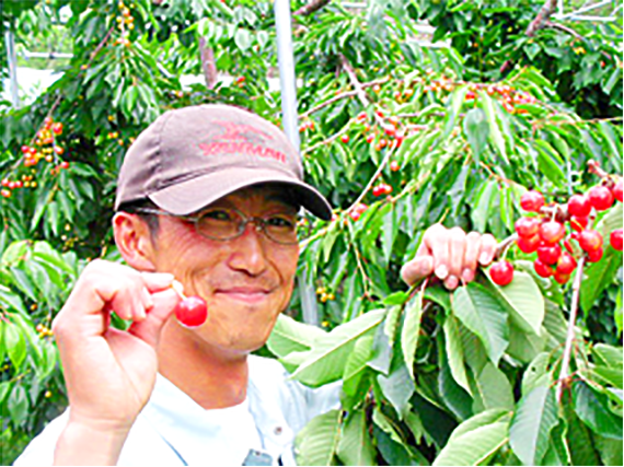 8-028-006　サトケンさんのさくらんぼ 紅秀峰（2L）約600g