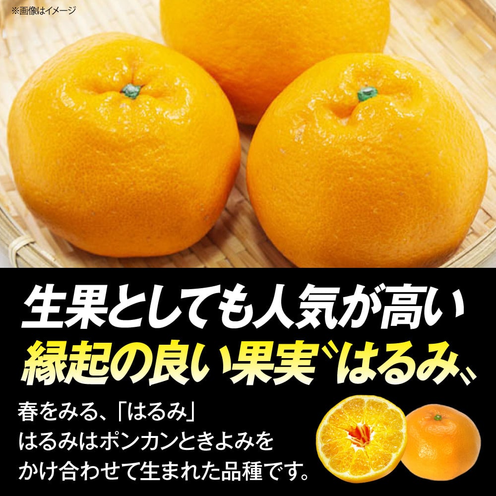 みかんジュース はるみジュース 2本 ストレートジュース 100% 果汁 フルーツ 砂糖不使用 高級 濃厚 柑橘 ドリンク 飲料 瓶 セット お試し はるみ 旬 搾りたて フレッシュ 愛媛県大洲市/ORANGE LINE [AGCT001] くだもの 果物 フルーツ みかん ミカンジュース みかんジュース ジュース 愛媛県産 大洲市産 産地直送 おすすめ 人気 お取り寄せ 送料無料 贈答 ギフト