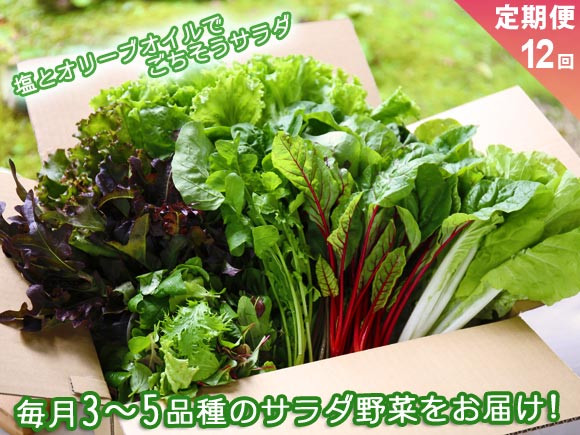 【定期便 全12回】サラダ野菜セット~3~5品種を毎月お届け~ お野菜セット サラダ野菜セットの定期便 12ヶ月 毎月1回 お届け 新鮮 採れたて 産地直送 3~5品種 フレッシュ 健康 美味しい 瑞々しい 熊本県 阿蘇市