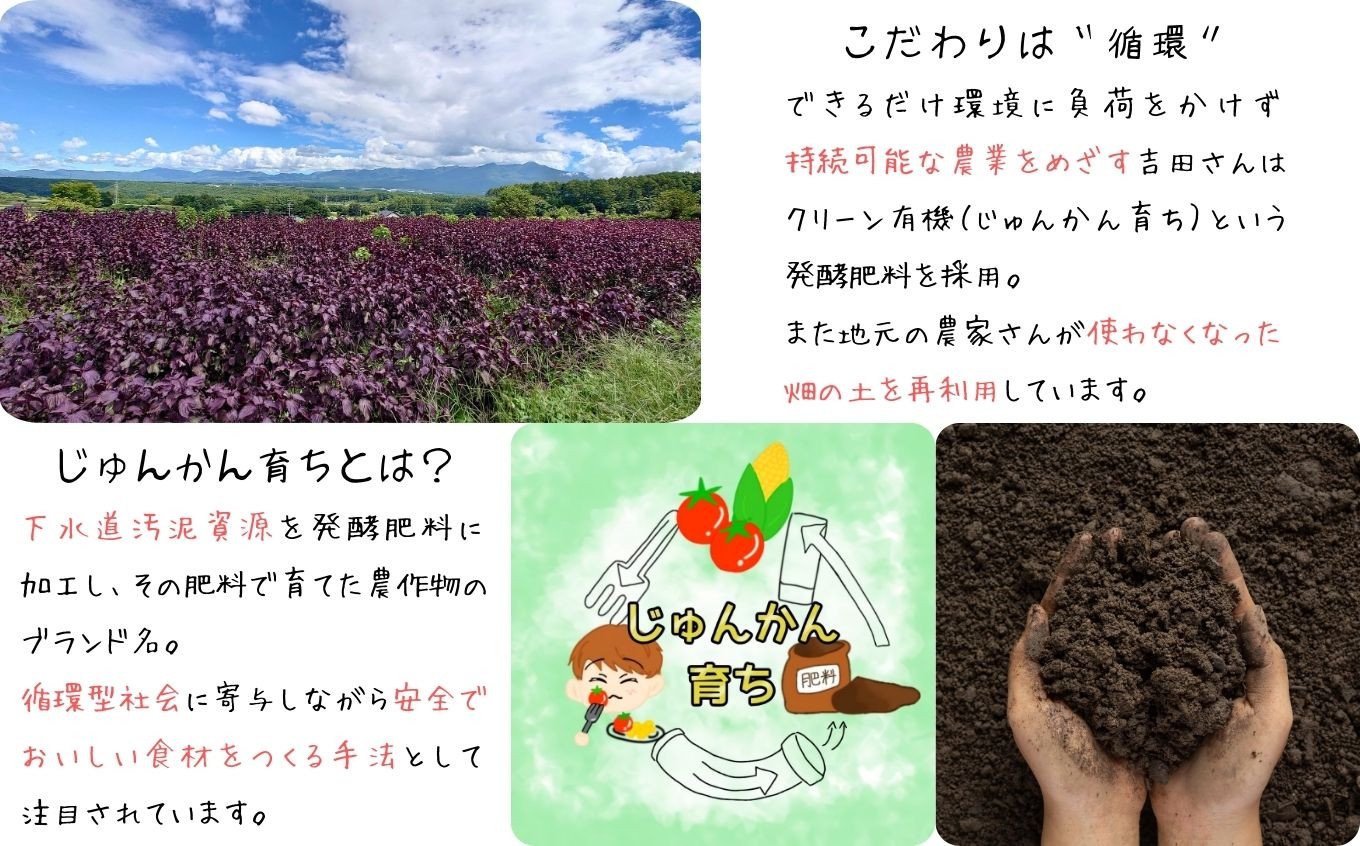 馨工房 濃縮 赤紫蘇シロップ 500ml×3本(6倍希釈用)