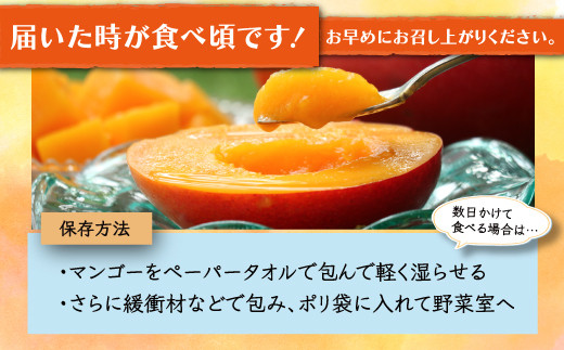 生産者直送 濃厚完熟 まっちゃん マンゴー 2～3玉 800g～1kg程度【2026年5月中旬頃から6月初旬発送予定】 フルーツ 果物 まんごー アップルマンゴー ふるさと納税 佐賀県 鹿島市 B-118