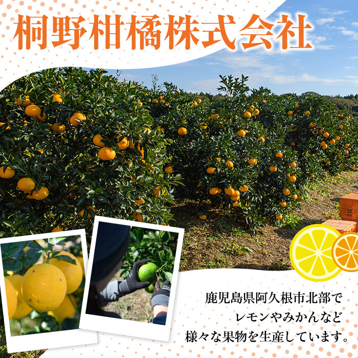 数量限定!リスボングリーンレモン(5kg)国産 果実 果物 リスボンレモン フルーツ 檸檬 柑橘 デザート 期間限定【桐野柑橘株式会社】akn070-14