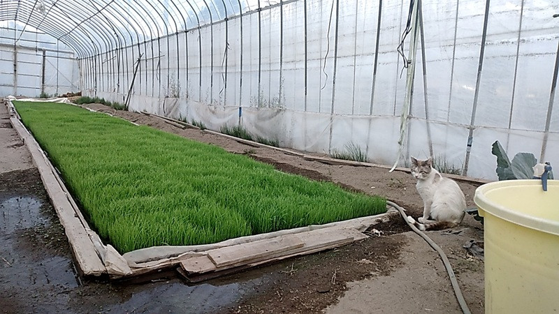 コシヒカリ白米5kg 米 こめ 1袋 ブランド米 モミで保存 精米 香り 甘い 粘り 山梨県 北杜市 