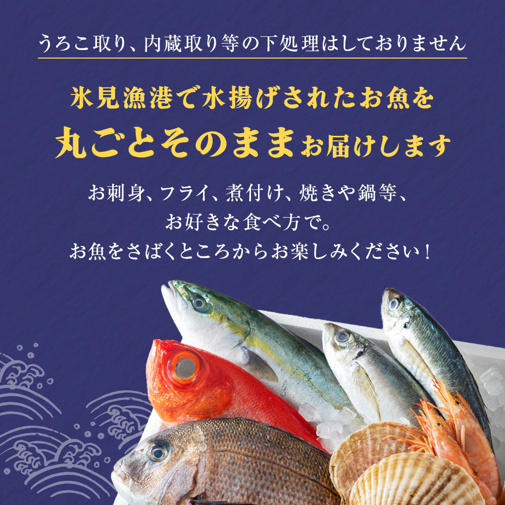 【定期便（９ヶ月）】天然のいけす 富山湾 氷見漁港 旬の鮮魚セット 〈配送地域限定〉