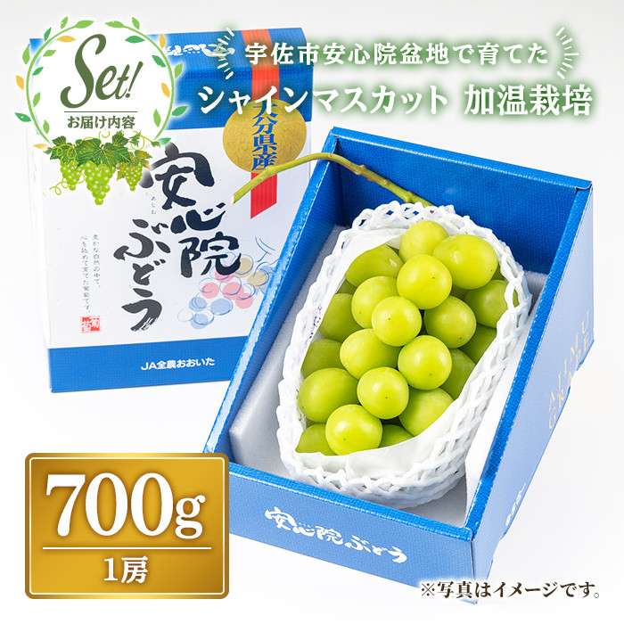 シャインマスカット 加温栽培(約700g)シャインマスカット ぶどう 葡萄 フルーツ 果物 くだもの 果実＜先行予約受付中！2026年8月上旬から順次発送予定＞＜北海道、沖縄、離島配送不可＞【106300401】【大分県農業協同組合　北部エリア】