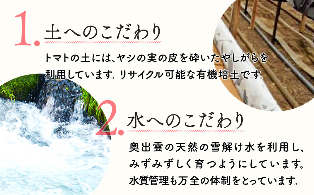 世界基準の奥出雲高原ミディトマト1.3kg(中玉サイズ)【トマト とまと 野菜 ミディトマト 1.3kg 中玉 厳選 新鮮 健康 美容 安心 安全 美味しい サラダ シンディースィート リコピン やさい】