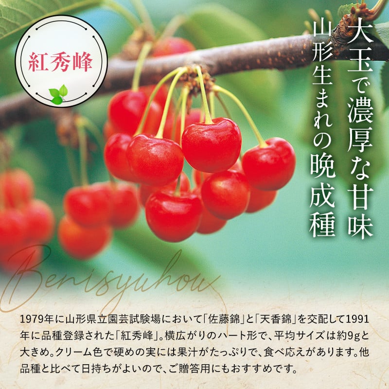 【令和8年産先行予約】 さくらんぼ 「佐藤錦または紅秀峰」 約500g (秀 L以上) バラ詰め 《令和8年6月上旬～発送》 『南陽中央青果市場』 サクランボ 果物 フルーツ 山形県 南陽市 [1203]