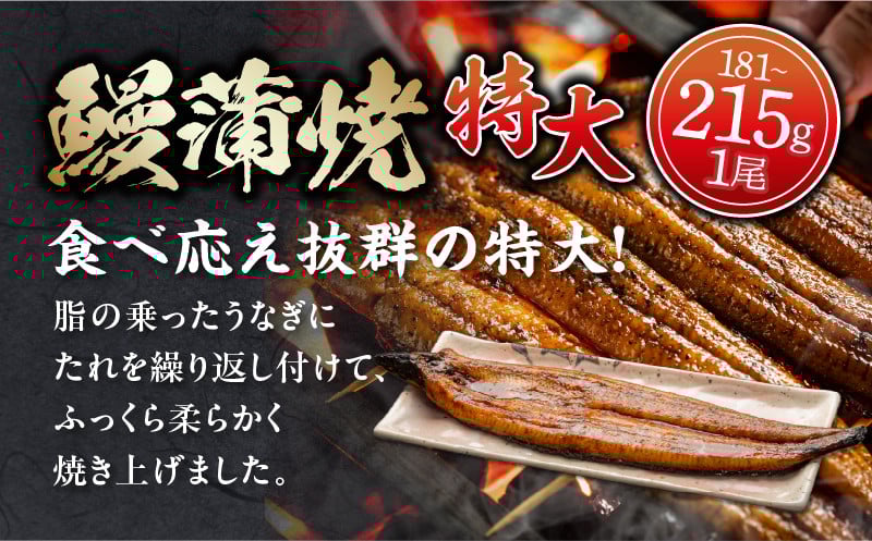 《2025年11月発送予定》国産うなぎ蒲焼(特大サイズ)・肝焼きセット_M069-015_01-nov