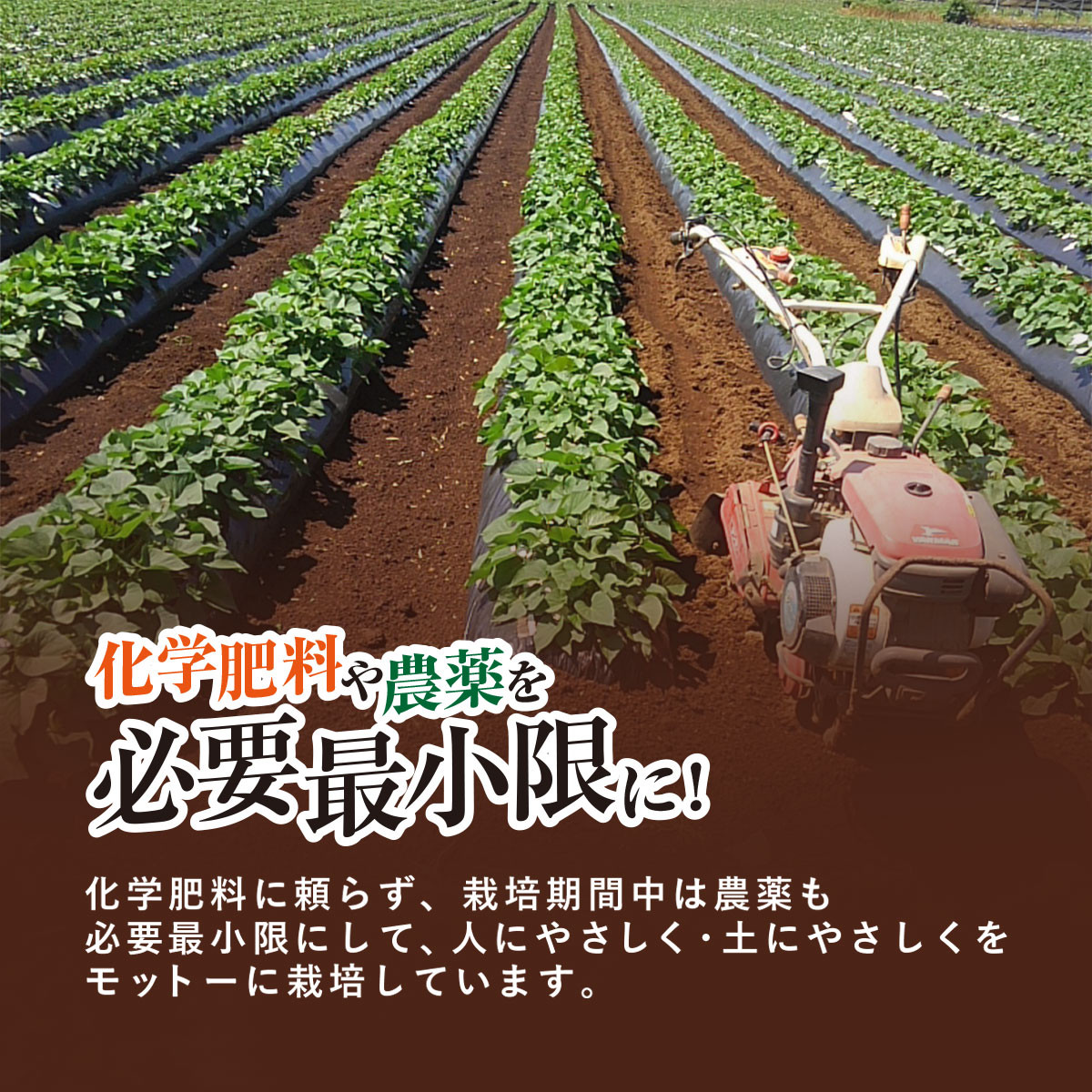【先行受付】【訳あり】香取市産 さつまいも 紅はるか 約5kg×1 焼き芋やスイートポテトにどうぞ KTRW004 / 芋 サツマイモ さつまいも さつま芋 紅はるか べにはるか ベニハルカ  焼き芋 焼芋 焼いも お芋 おいも いも 生芋