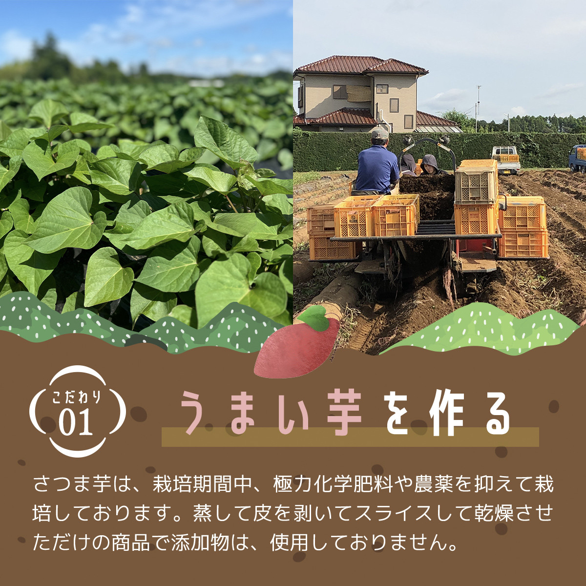 【千葉県香取市産】紅はるか干し芋1kg しっとりやわらかな新食感スイーツ/ KTRK005 / 芋 サツマイモ さつま芋 べにはるか ベニハルカ 干し芋 ほし芋 ほしいも お芋 おいも いも