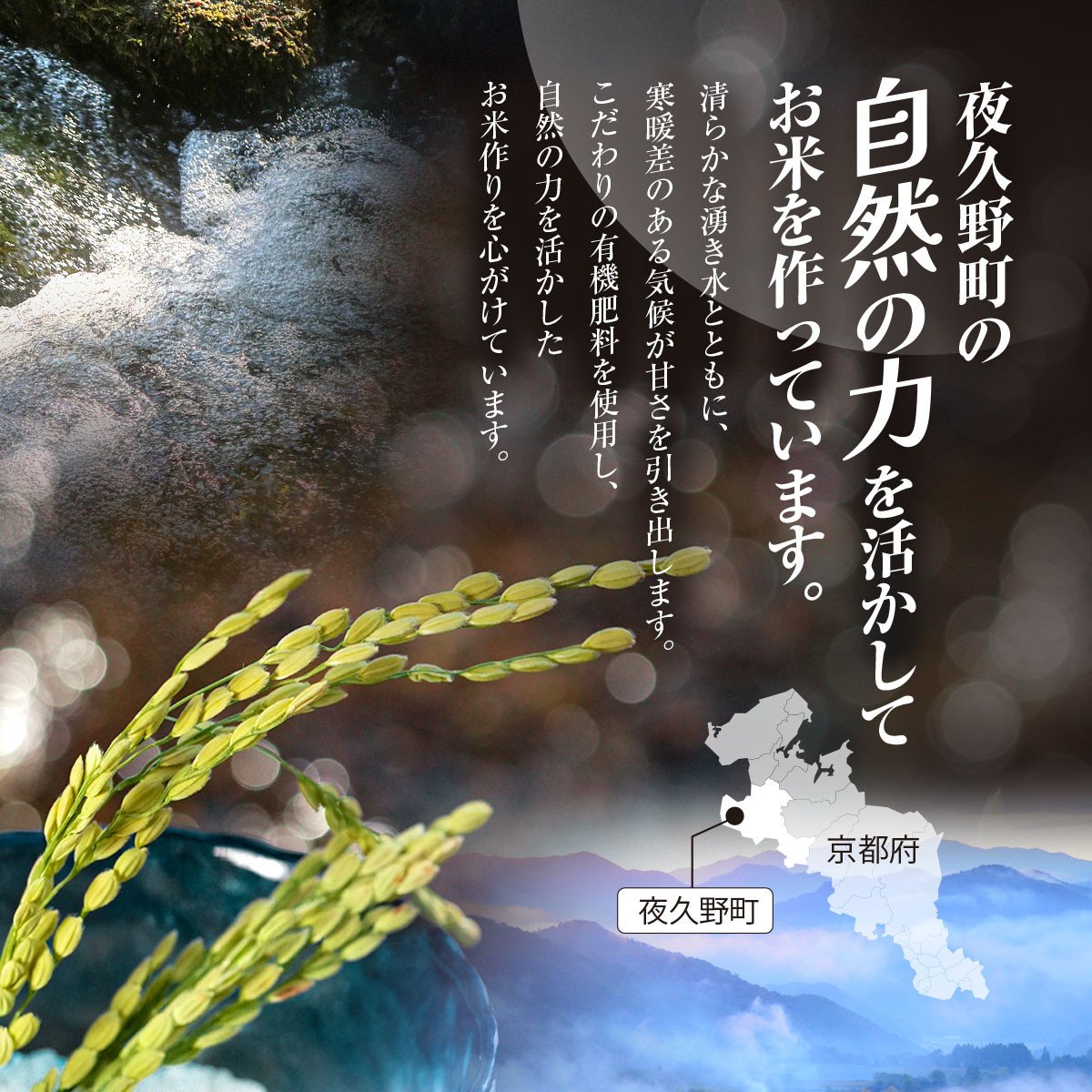 <令和7年9月末より発送予定!>【6ヶ月定期便】京都夜久野産 清雫(せいな) コシヒカリ<白米5kg×6回>/  令和7年度産 先行 定期 5kg 収穫 6回 白米 夜久野 京都 京都府 福知山 FCDB031