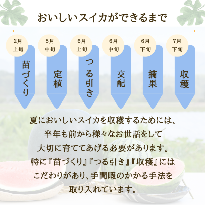 【先行予約】すいか 2色の小玉すいか 2玉 令和8年産 2026年産 果物 ※沖縄・離島への配送不可 no-suwck2