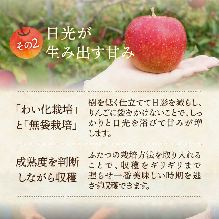 【数量限定】江刺りんご（サンふじ・シナノゴールド）贈答用化粧箱入 2.5kg 【12月お届け】 フルーツ 林檎 贈答 ギフト [AQ009]