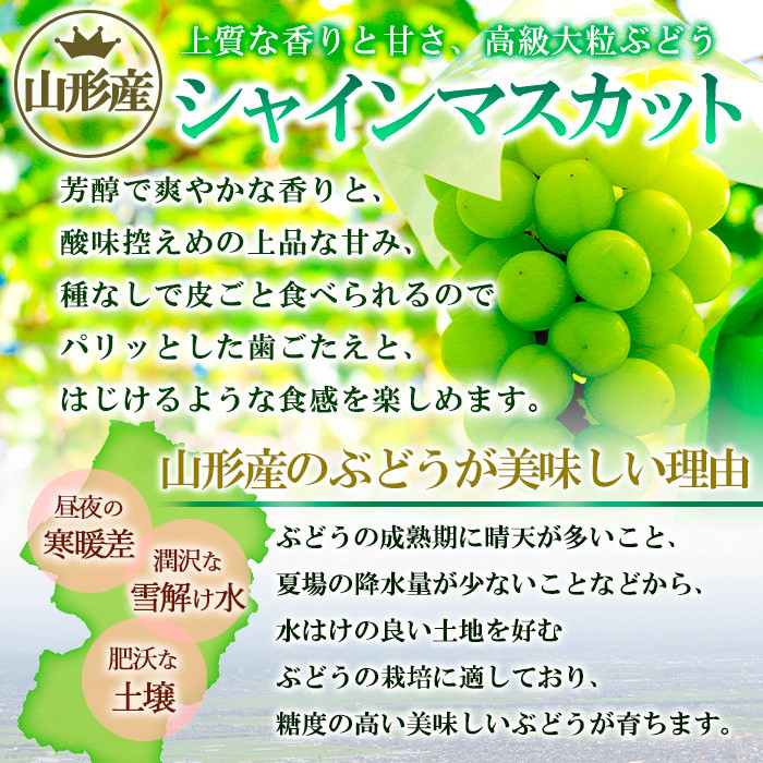 【定期便2回】やまがた シャインマスカット 秀品 約2kg×2回 【令和8年産先行予約】FS25-698 くだもの 果物 フルーツ 山形 山形県 山形市 2026年産