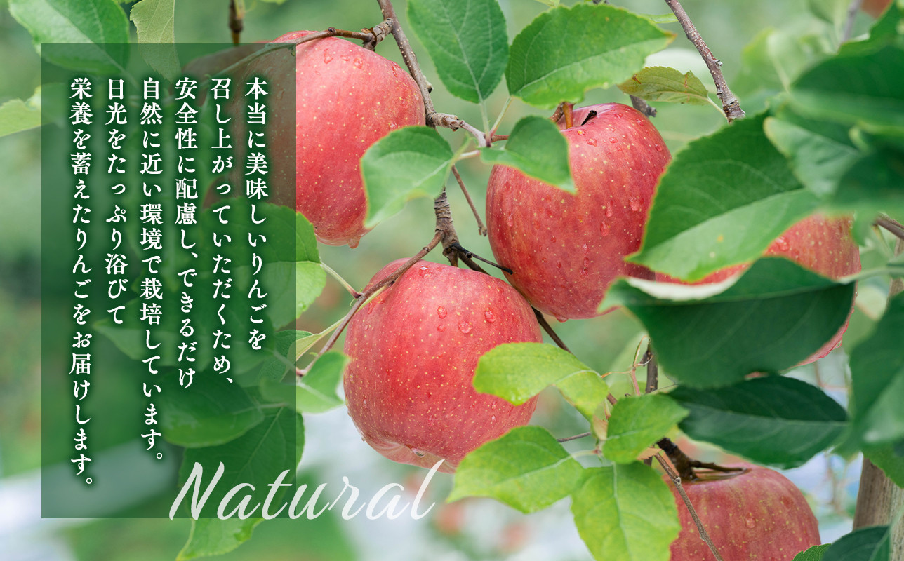 ≪年明け発送≫青森県産 贈答規格 広船のサンふじ・王林・金星 約5kg 詰合せ「特A」【青森県 平川市 広船アップルクラブ】サンふじ ふじ 王林 金星 広船 青森 青森県 平川 りんご リンゴ 林檎 くだもの 果物 フルーツ