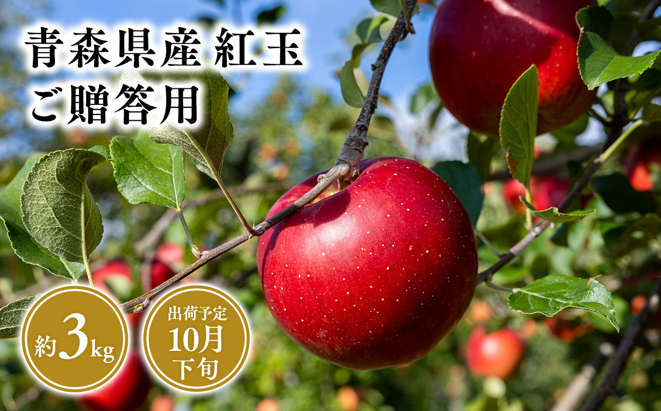 2025年産１０月発送　贈答用紅玉3kg【青森県 平川市 そと川りんご園】１０月発送 贈答 青森 青森県産 平川 りんご リンゴ 林檎 くだもの 果物 フルーツ 
