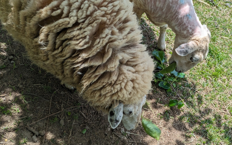 【ご予約】日本産 羊の糸 約100g×1かせ ※2025年10月頃から順次配送 / 毛糸 手芸 編み物 羊 ひつじ 糸 和歌山 本宮 【tsg001】