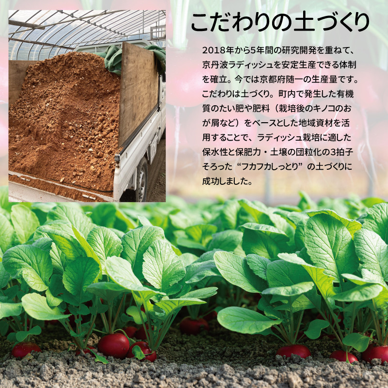 京丹波ラディッシュ 8袋セット 京都 丹波 大粒 ジューシー フルーティー ソテー グリル料理 バーベキュー アヒージョ かき揚げ サラダ スープ ※北海道・沖縄・その他離島への配送不可 [012NM001]