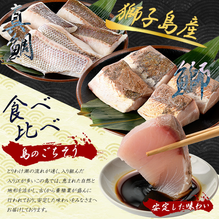 獅子島産 百年漁師の鰤 (約150g×4P) と真鯛 (約100g×6P) 炙り刺身サク食べ比べ【島のごちそう】gochi-1336
