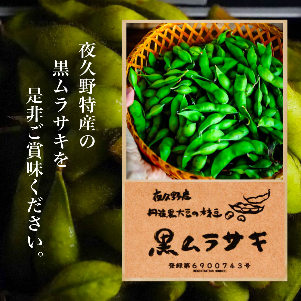 ★先行予約★【2025年10月発送!】丹波黒大豆の枝豆「黒ムラサキ」1㎏ / ふるさと納税 京野菜 野菜 丹波 黒大豆 枝豆 大粒  季節限定 数量限定 京都府 福知山市 FCDB037