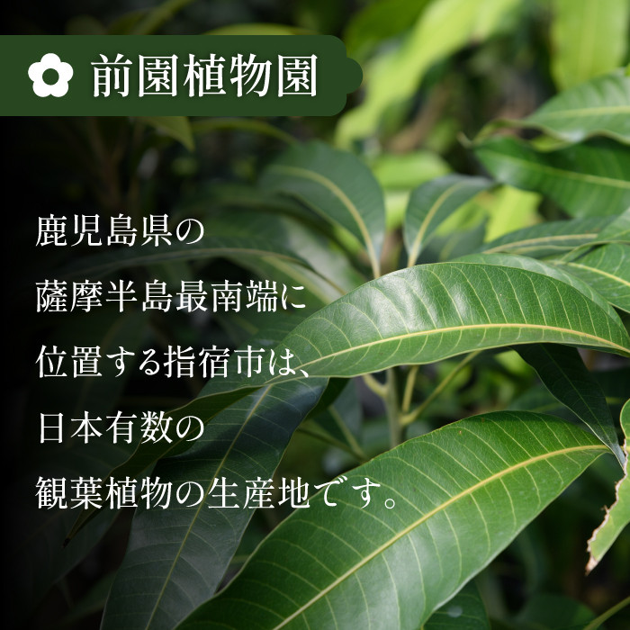 2026年1月中旬～発送【観葉植物】ドラセナ コンパクター35cm～55cm(前園植物園/014-1437) 南国鹿児島県で育った 観葉植物！植物 鉢付 インテリア 室内 オフィス おしゃれ プレゼント ギフト 開店祝い 移転祝い マイナスイオン【配送不可地域：北海道・沖縄県・離島】