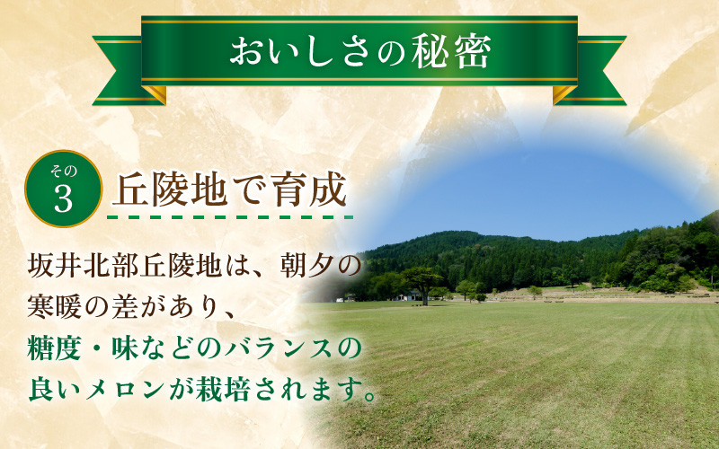 【先行予約】秋 アールスメロン 1玉（約1.6kg以上）青肉品種 高級メロン！ ／ マスクメロン 大玉 果物 フルーツ ギフト 農家直送 ※2026年9月中旬以降発送 [aw065-a008]
