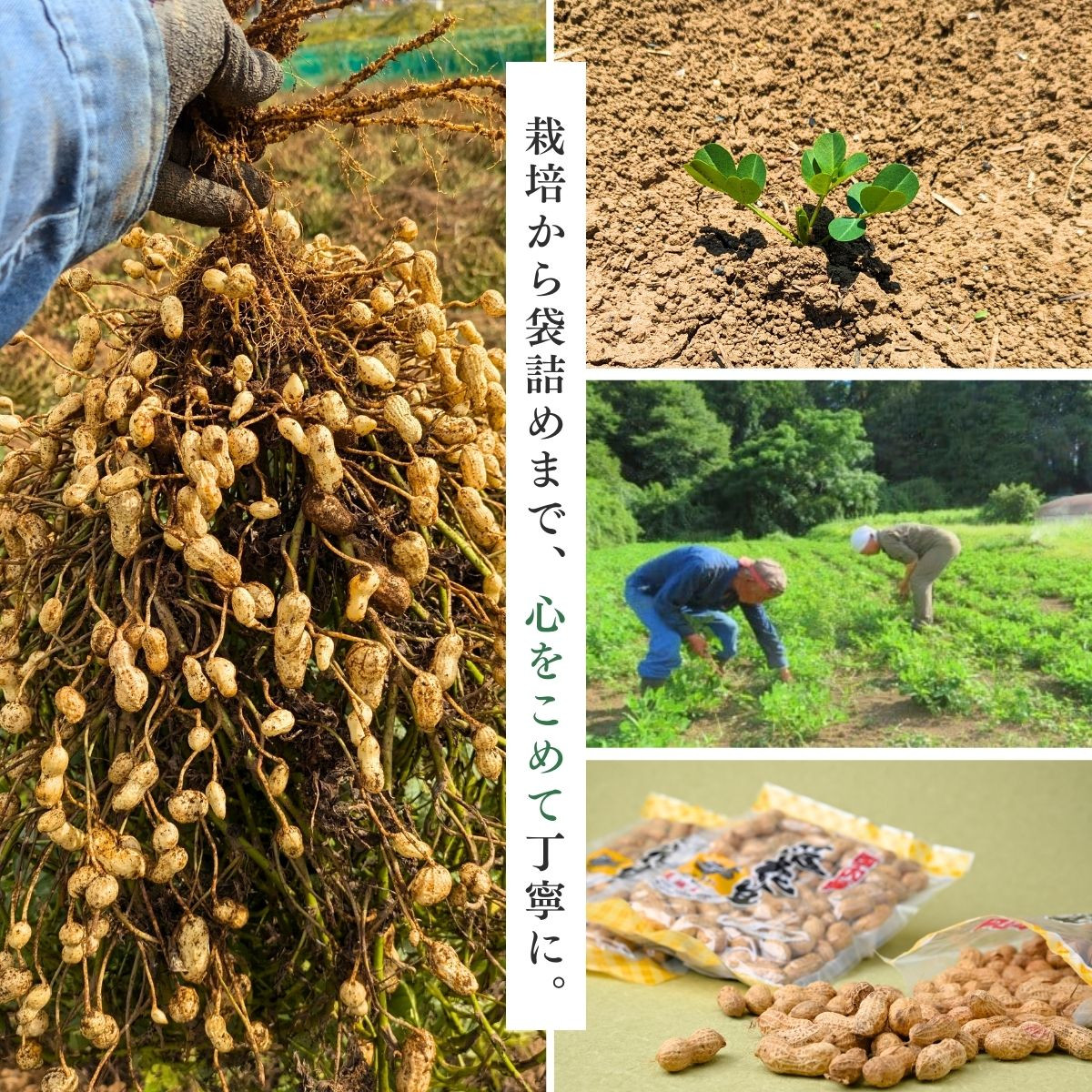 龍ケ崎産 殻付き落花生 千葉半立ち900g(180g×5袋) | 落花生 ピーナッツ ピーナツ ナッツ 国産 殻付き カラスニメカクシ おやつ お菓子 おつまみ お取り寄せ ヘルシー 健康 国産 茨城 特産品 農園 自家栽培 ビールのお供 野菜 豆 農家直送 お土産 贈り物 ギフト プチギフト 茨城県 龍ケ崎市