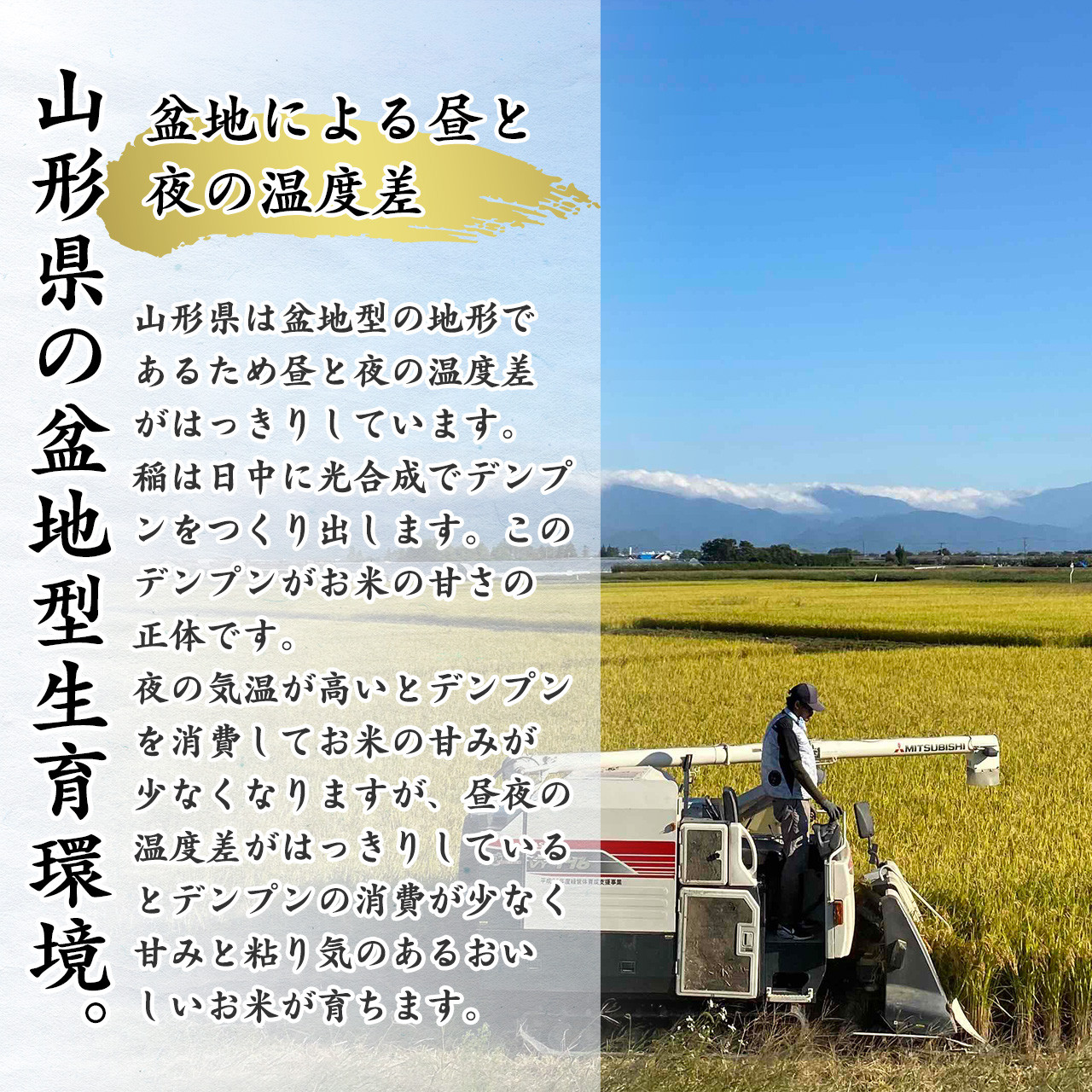 【令和7年産】《6回定期便:11月開始奇数月コース》 はえぬき 玄米 合計60kg (10kg(5kg×2袋)× 6回) 山形県産 【 新米 】 140-C-JF017-奇数月