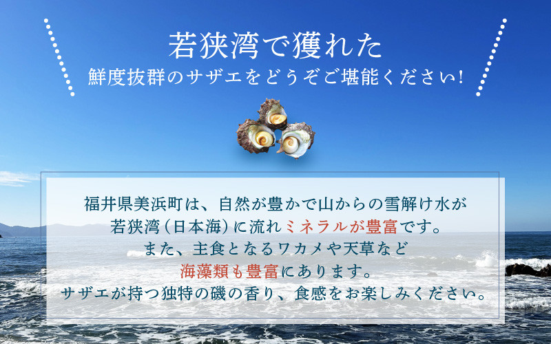 若狭湾の素潜り 天然 活サザエ 合計約700g (6～10個) 説明書付き【サザエ さざえ 貝 天然 海産物 刺身 お造り 海の幸 BBQ つぼ焼き 壺焼き 佃煮】[m17-a047]