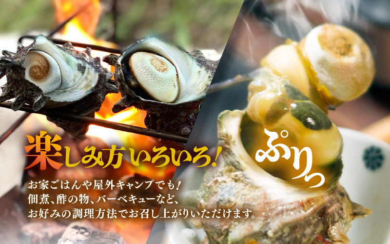 若狭湾の素潜り 天然 活サザエ 2kg(説明書付き)【サザエ さざえ 貝 天然 海産物 刺身 お造り 海の幸 BBQ つぼ焼き 壺焼き 佃煮】[m17-a048]