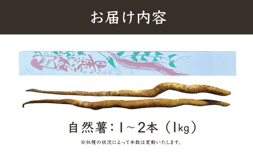 (先行予約・11月より順次発送)山芋 王者 天城の自然薯 1キロ(1~2本)【静岡県 伊豆市 国産 貴重 とろろ 芋 自然薯】020-011