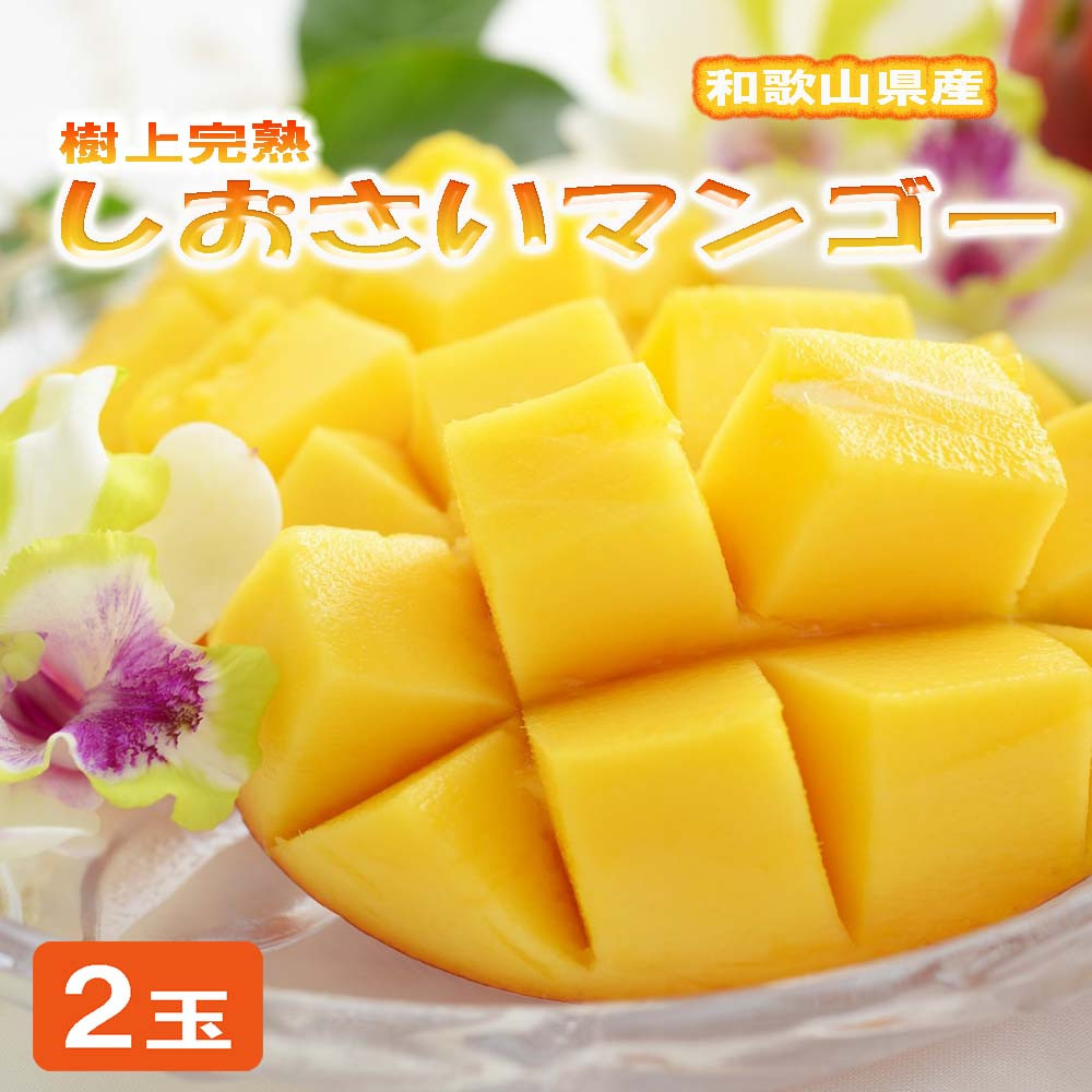 和歌山県産 樹上完熟しおさいマンゴー(2玉入り)※2026年8月上旬～2026年8月下旬頃に順次発送予定【tecj1030A】