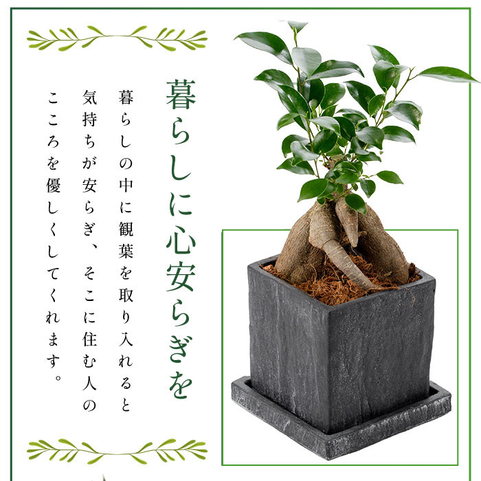 2026年3月上旬~発送【観葉植物】アガベ・ベネズエラ40cm~60cm(Green Base/IB003-015) 南国鹿児島県で育った 観葉植物!植物 鉢付 インテリア 室内 オフィス おしゃれ プレゼント ギフト 開店祝い 移転祝い マイナスイオン【配送不可地域:北海道・沖縄県・離島】