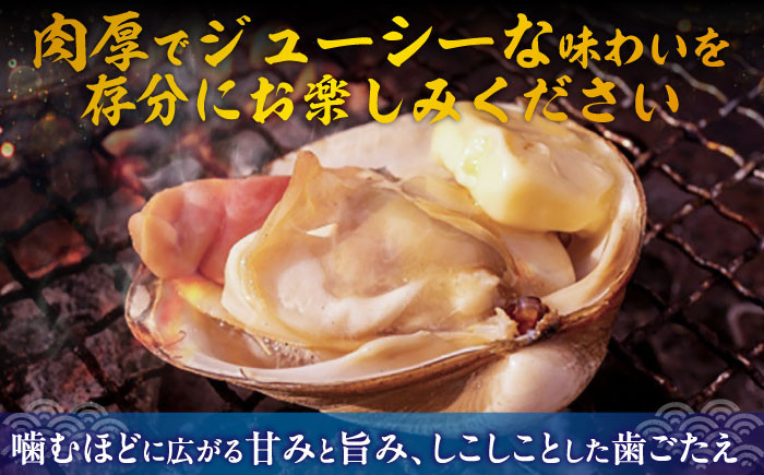 厚真町近海で獲れた 活ほっき貝 4kg（約16〜24個）《厚真町》【鵡川漁業協同組合】 ほっき ほっき貝 ホッキ ホッキ貝 北寄貝 海鮮 冷蔵配送 北海道 [AXAL006]