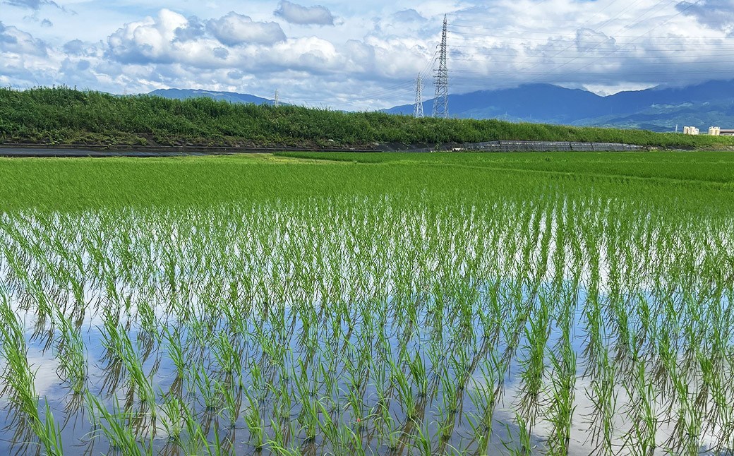 福岡県産幻の天日干し米 玄米 5kg お米 【2025年12月上旬より順次発送予定】