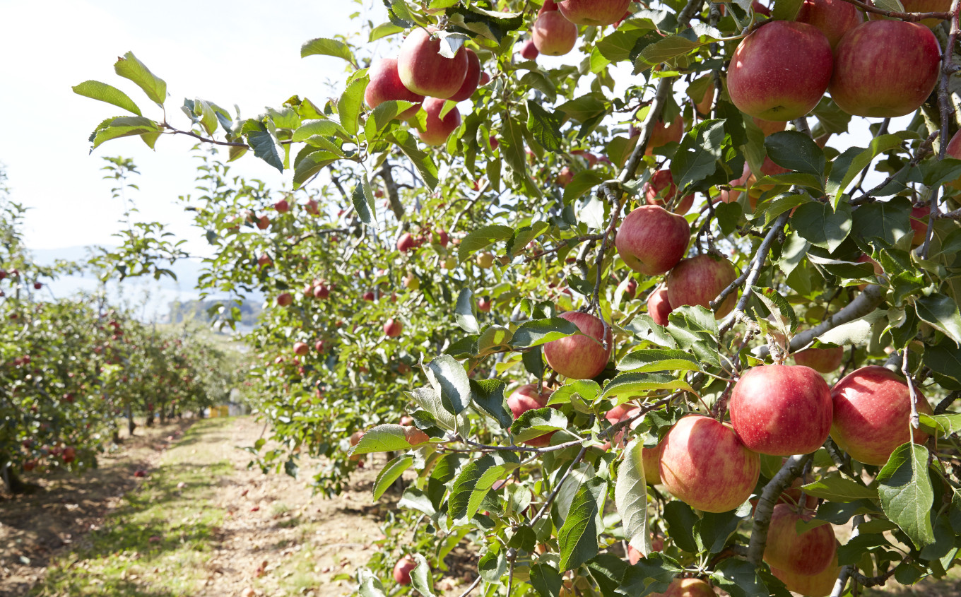 【旬のりんごをお届け!】 米崎りんご 約3kg 品種おまかせ ★大和田果樹園★ 【 数量限定 リンゴ 林檎 りんご 9月 10月 11月 12月 青林 王林 ジョナゴールド シナノスイート 等  岩手 陸前高田 産地直送 新鮮 アップル 家庭用 】RT670-OK