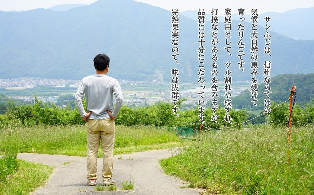 りんご サンふじ 約5kg 中島農園 | 林檎 リンゴ アップル 果物 くだもの フルーツ ふじ フジ さんふじ 富士 5キロ 人気 おすすめ お取り寄せ 産地直送 長野県産 信州林檎 信州りんご 信州 長野 千曲市