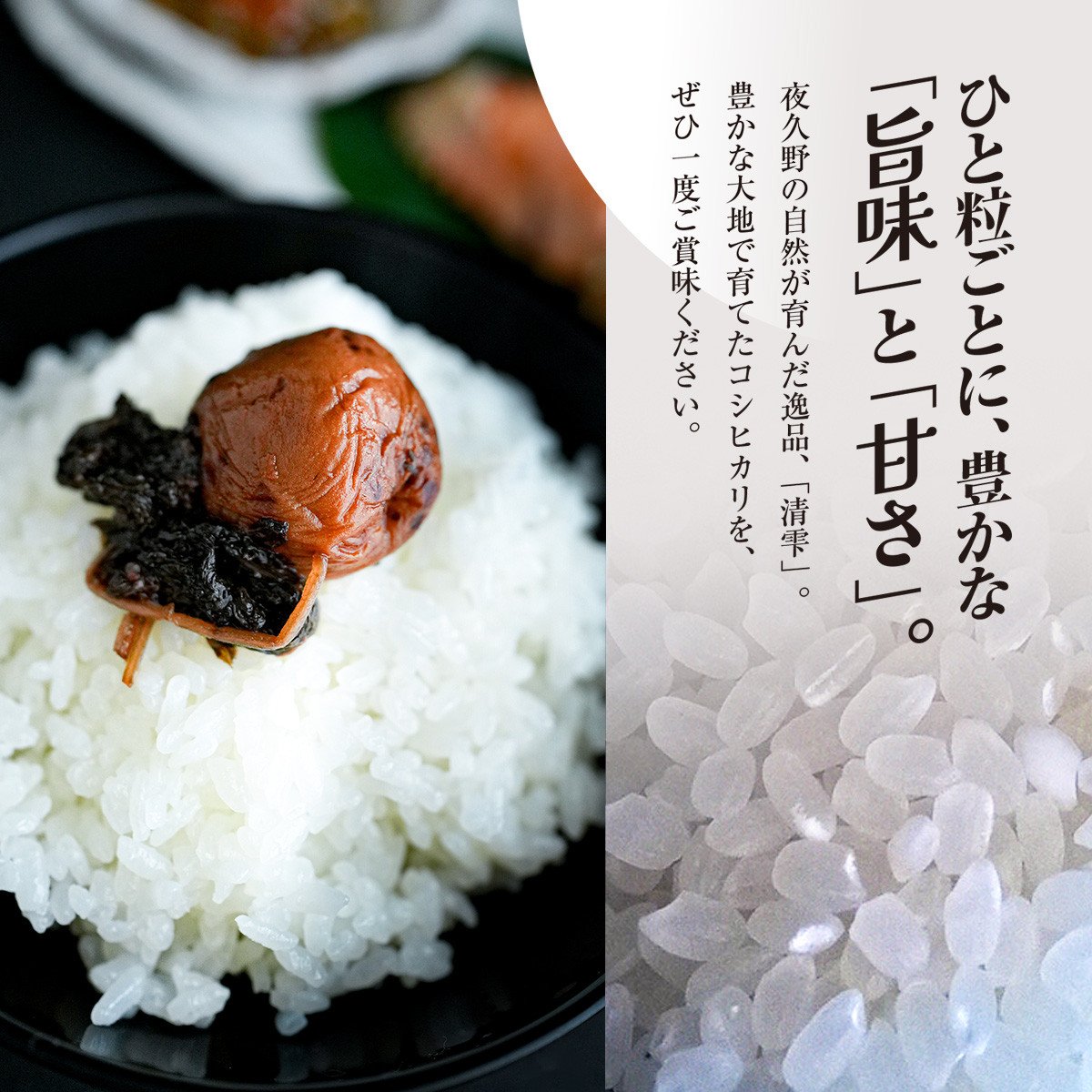 <令和7年9月末より発送予定!>京都夜久野産 清雫(せいな) コシヒカリ<白米10kg>/  令和7年度産 先行 10kg 5kg×2袋 収穫 白米 夜久野 京都 京都府 福知山 FCDB033