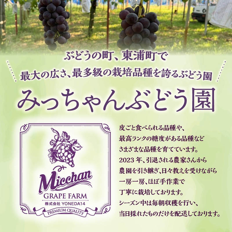 【先行予約】【2026年8月発送】東浦町産 ぶどうMIX・約3kg(2kg+1kg!)【みっちゃんぶどう園】