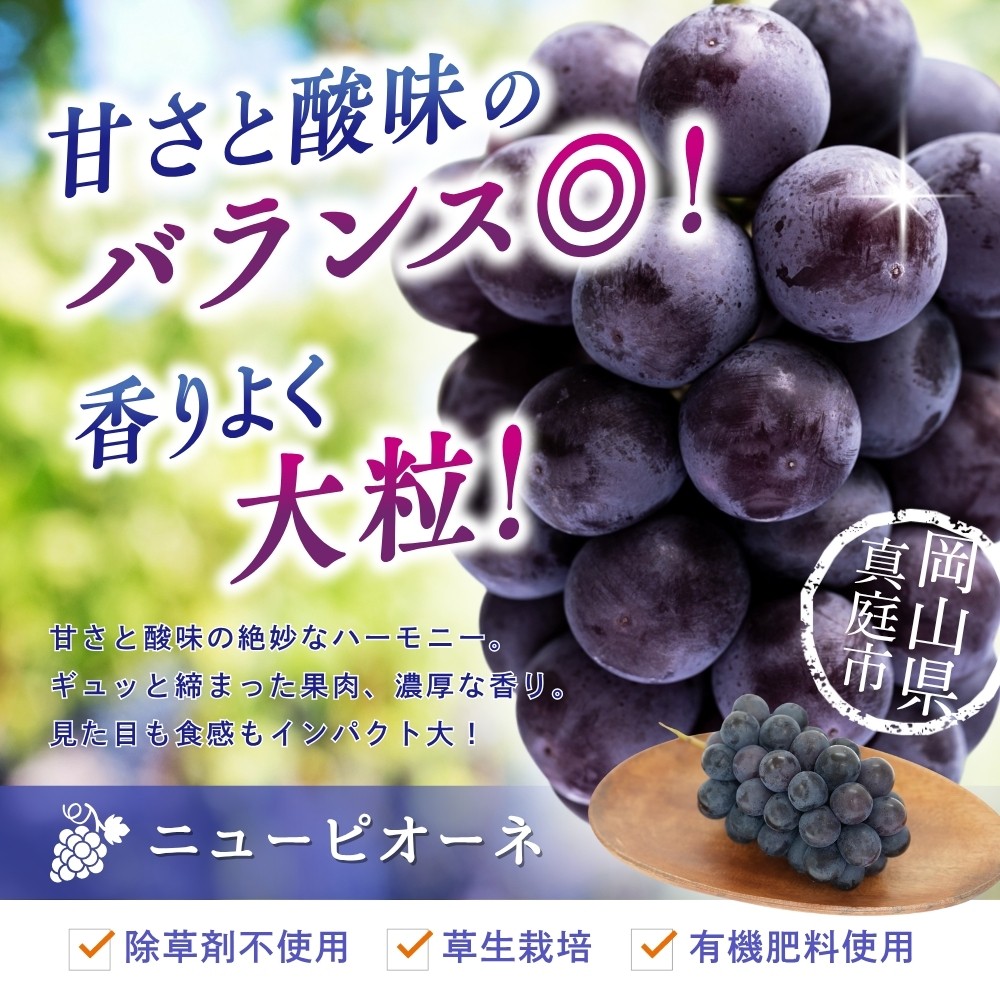 【2026年先行予約】ぶどう 岡山 花笑み農園『ニューピオーネ』約2kg(3~4房) 贈答用 岡山 真庭 ピオーネ 高級 2kg 贈答 2026真庭市 大粒 葡萄 果物 フルーツ 濃厚ピオーネ 人気 数量限定 2026年9月上旬~ 受付順に発送予定 【hana006-03】