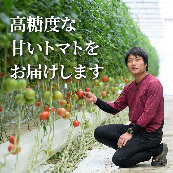 雅農園大玉トマト4パック  トマト 野菜 とまと やさい 新鮮 産地直送  【雅農園】【ho1429】